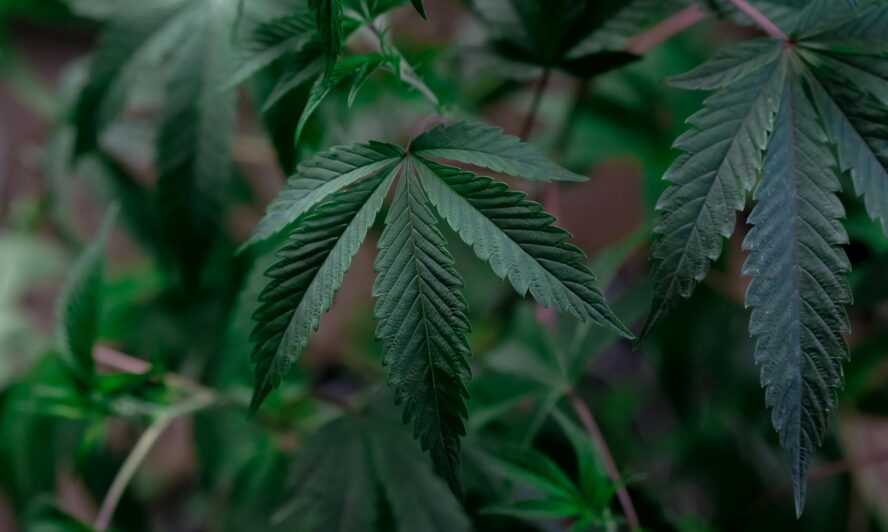 Neem leaves